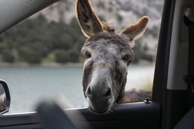 Esel schaut durch das geöffnete Seitenfenster eines Autos am See.