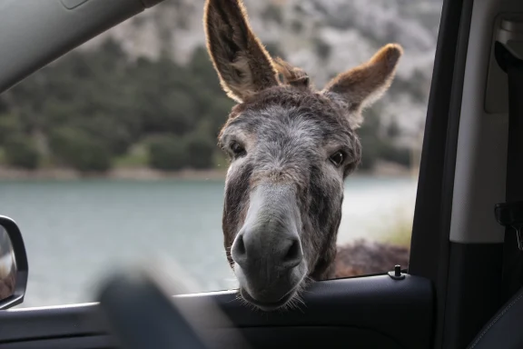 Neugieriger Esel schaut durch das geöffnete Seitenfenster eines Autos vor einer idyllischen Landschaft – außergewöhnlicher Automobil-Moment.